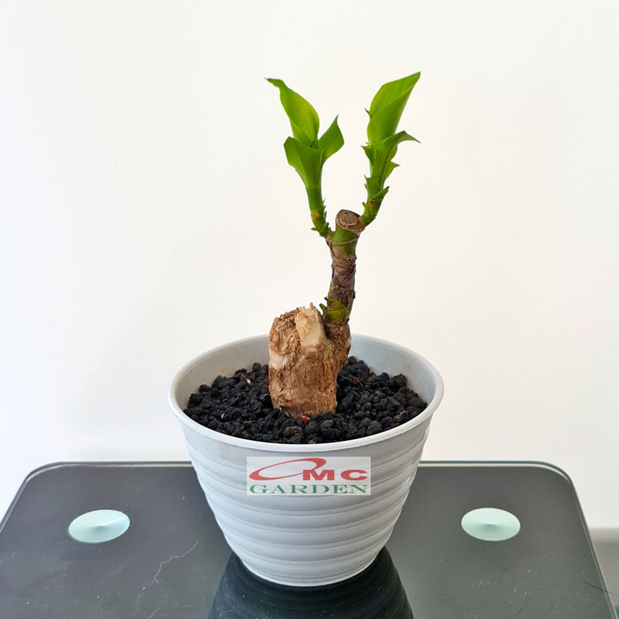 Tanaman Hias Bonsai Mame Dracaena Fragrans Massangeana Corn Plant Hijau Hanjuang Andong B-DFM-002