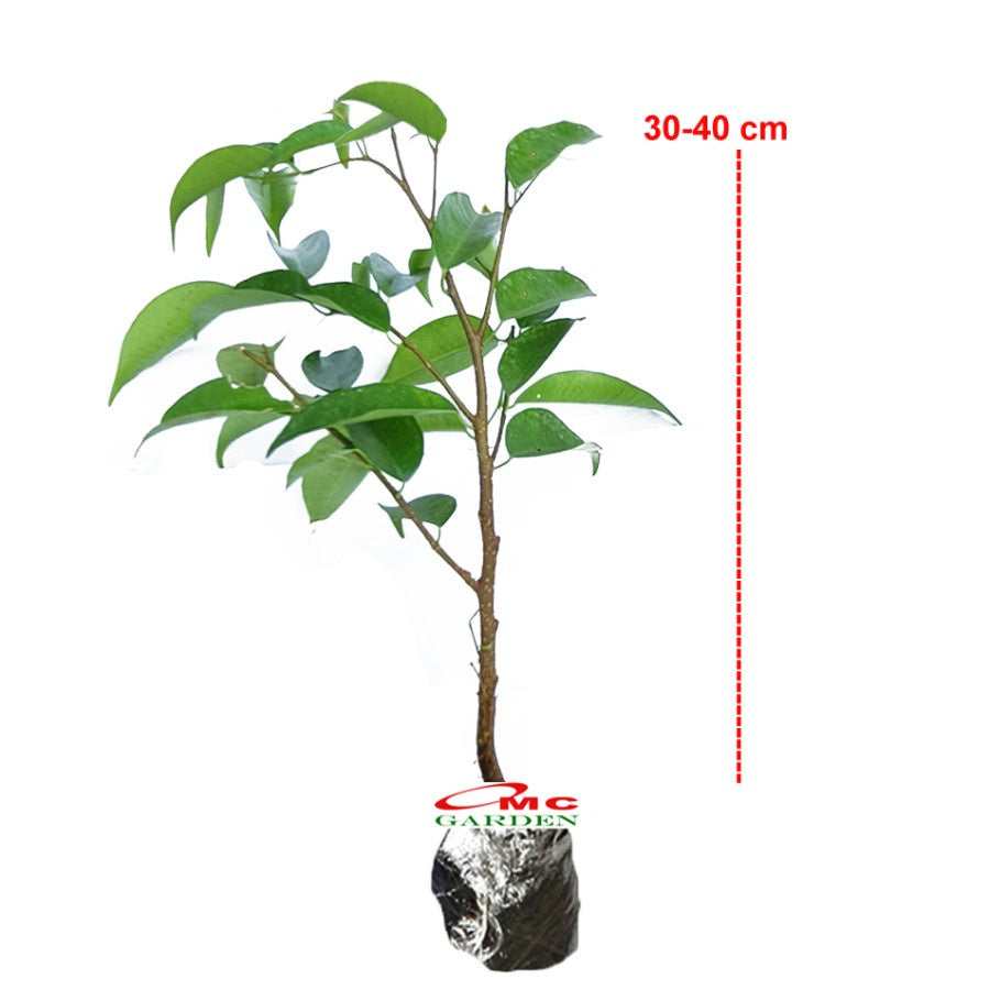 Tanaman Beringin Lokal Local Iprik Kimeng Bibit Berakar Bonsai Ficus BR-3040