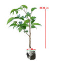 Tanaman Beringin Lokal Local Iprik Kimeng Bibit Berakar Bonsai Ficus BR-3040
