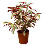 Sambang Darah Dara Sampang Getih Remek Daging Chinese Croton Merah Putih Bibit Tanaman Hias Obat Herbal 1020