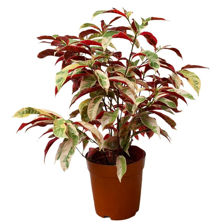 Sambang Darah Dara Sampang Getih Remek Daging Chinese Croton Merah Putih Bibit Tanaman Hias Obat Herbal 1020