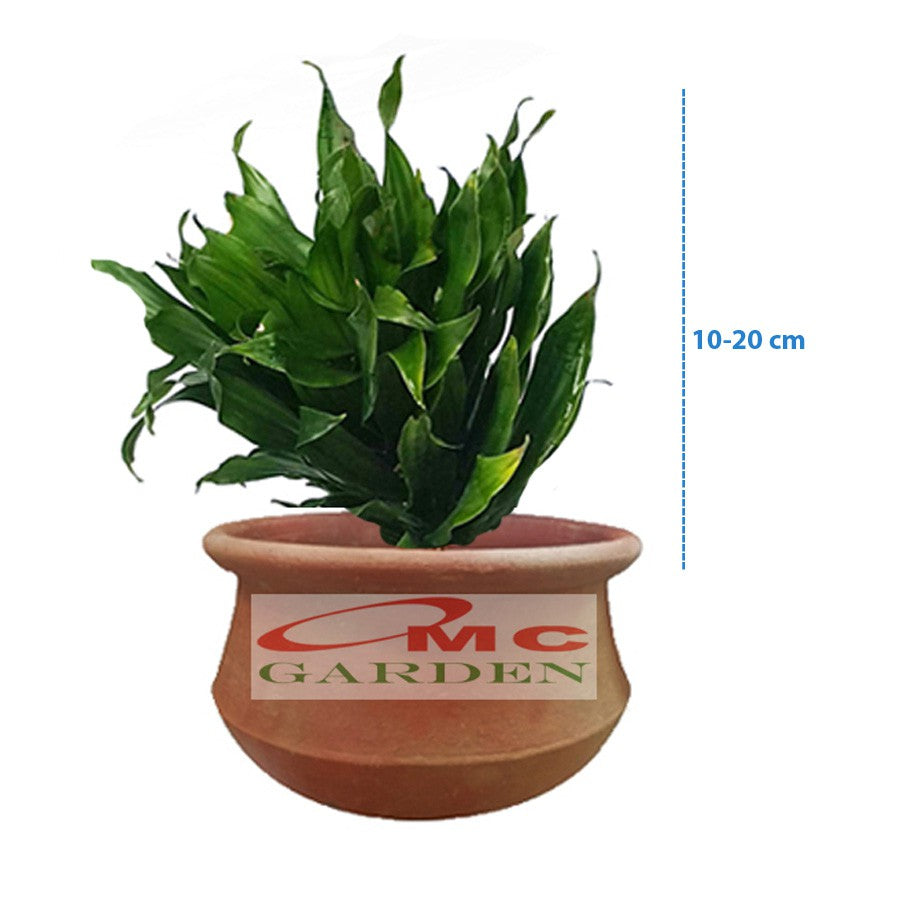 Tanaman Hias Dracaena Compacta Green Jewel Hanjuang Andong Kemoceng DC-1020