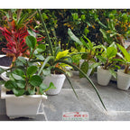 Tanaman Hias Teplan Peperomia Jade Hijau Indoor Air TPL-H-1020