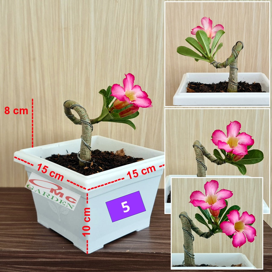 Tanaman Hias Bonsai Mame Adenium Arabicum Obesum Kamboja Jepang 005