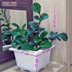 Tanaman Hias Teplan Peperomia Jade Hijau Indoor Air TPL-H-001