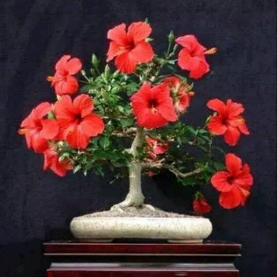 Bonsai Bonsae Mame Kembang Sepatu Bunga Raya Hibiscus Worawari Rosa Dinensis Merah Tanaman Hias 002