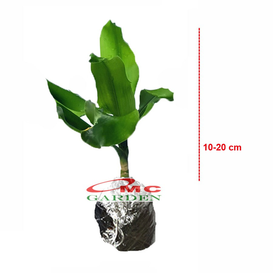 Hanjuang Andong Hijau Ulir Bor Dracaena Fragrans Massangeana Corn Tanaman Hias DFM-1020