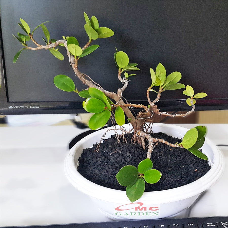 Tanaman Hias Pohon Bonsai Mame Beringin Korea Mini Dolar B-BK-013