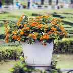 Bonsai Bonsae Lantana Camara Tembelekan Orange Pink Tanaman Hias 001