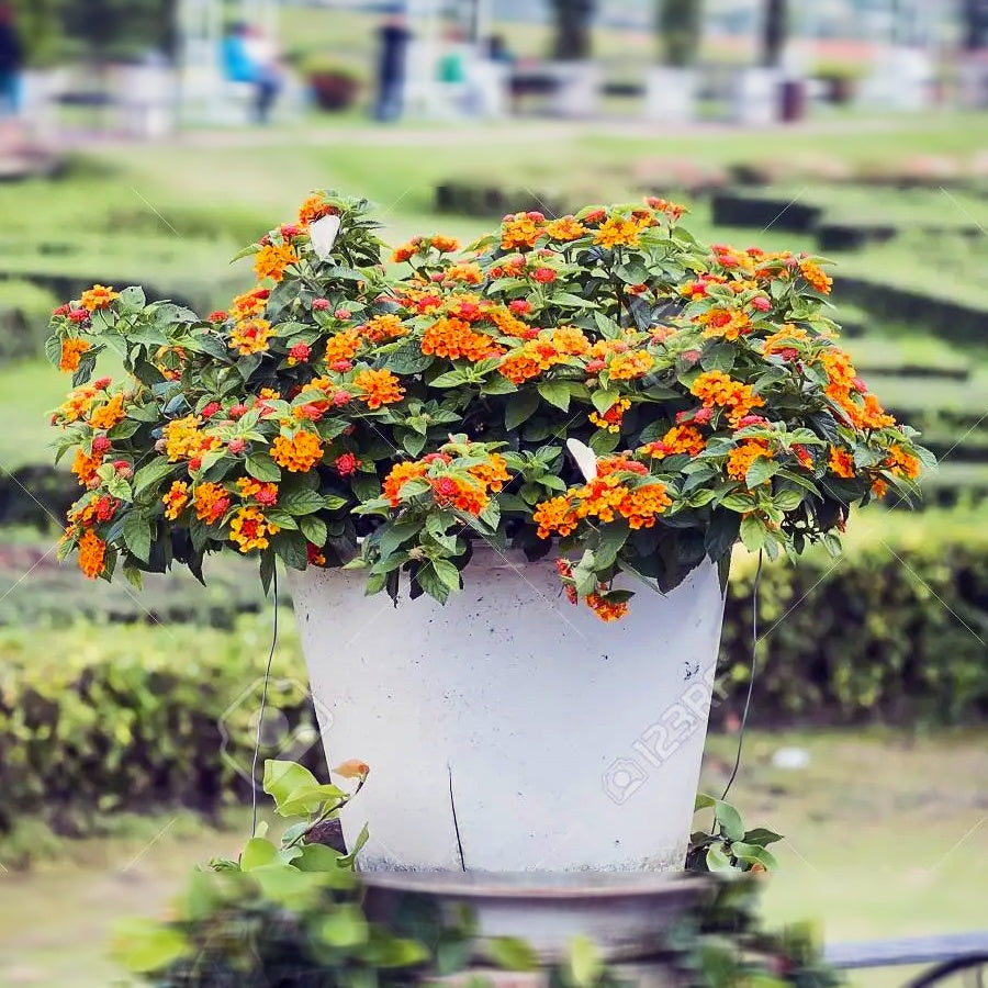 Bonsai Bonsae Lantana Camara Tembelekan Orange Pink Tanaman Hias 001