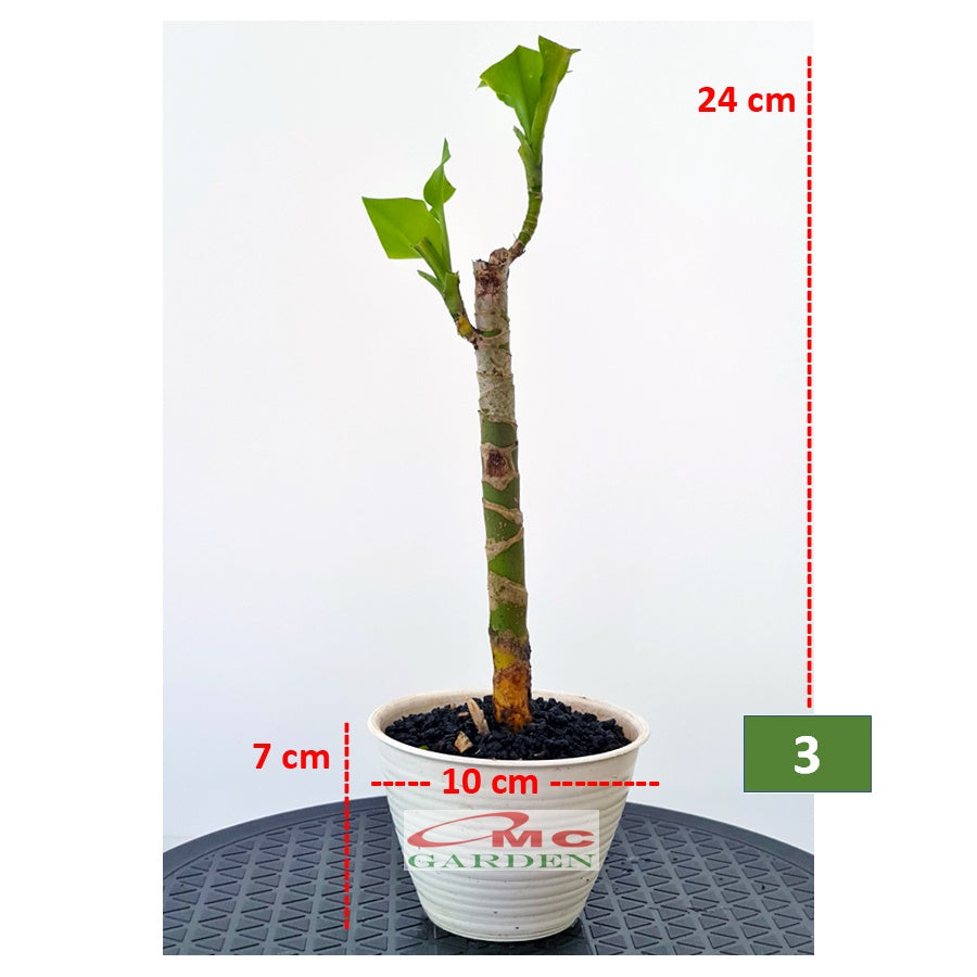 Tanaman Hias Bonsai Mame Dracaena Fragrans Massangeana Corn Plant Hijau Hanjuang Andong B-DFM-001
