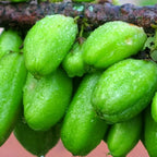 Bibit Belimbing Wuluh Sayur Pohon Tanaman Buah Obat Herbal 2030
