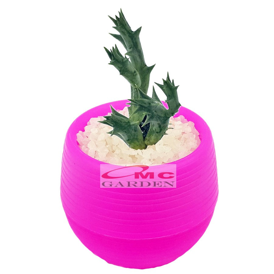 Tanaman Hias Sukulen Sekulen Mini Succulent Kaktus plus Pot Bola Warna SKLN-011-015