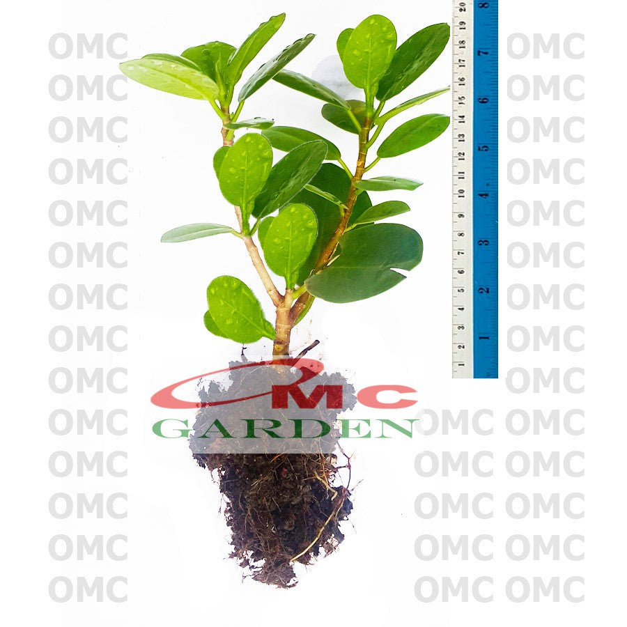 Tanaman Hias Pohon Bonsai Beringin Korea Mini Dolar Bibit