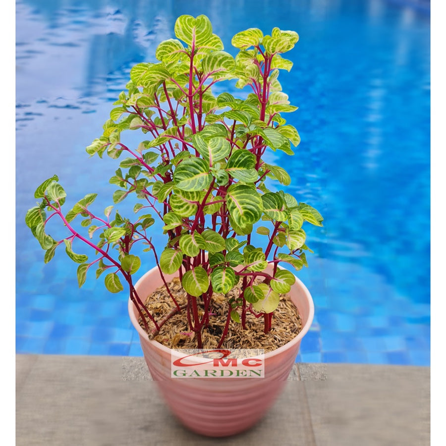 Krokot Bayam Bayem Batang Merah Hijau Kuning Miana Varigata Tanaman Hias Iresine Herbstii Aureoreticulata 2030cm