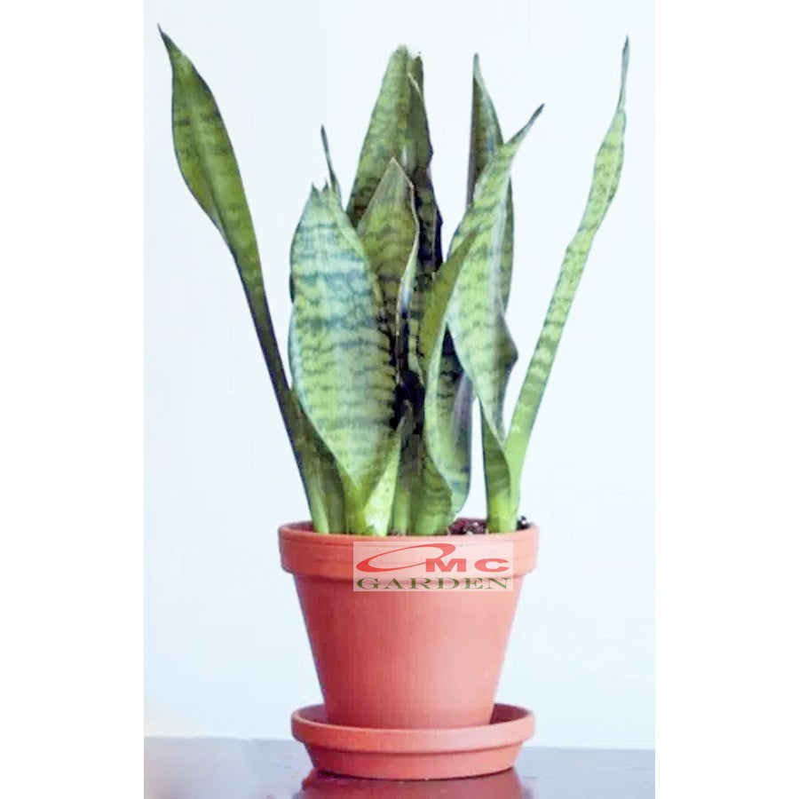 Lidah Mertua Sansevieria Sansivera Sansiviera Sensiviera Trifasciata Futura Robusta Hijau LM-HM-1020