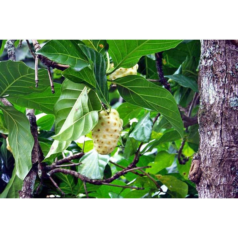 Bibit Tanaman Pohon Mengkudu Noni Pace Tanaman Obat Herbal MKD-4050