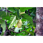 Bibit Tanaman Pohon Mengkudu Noni Pace Tanaman Obat Herbal MKD-4050