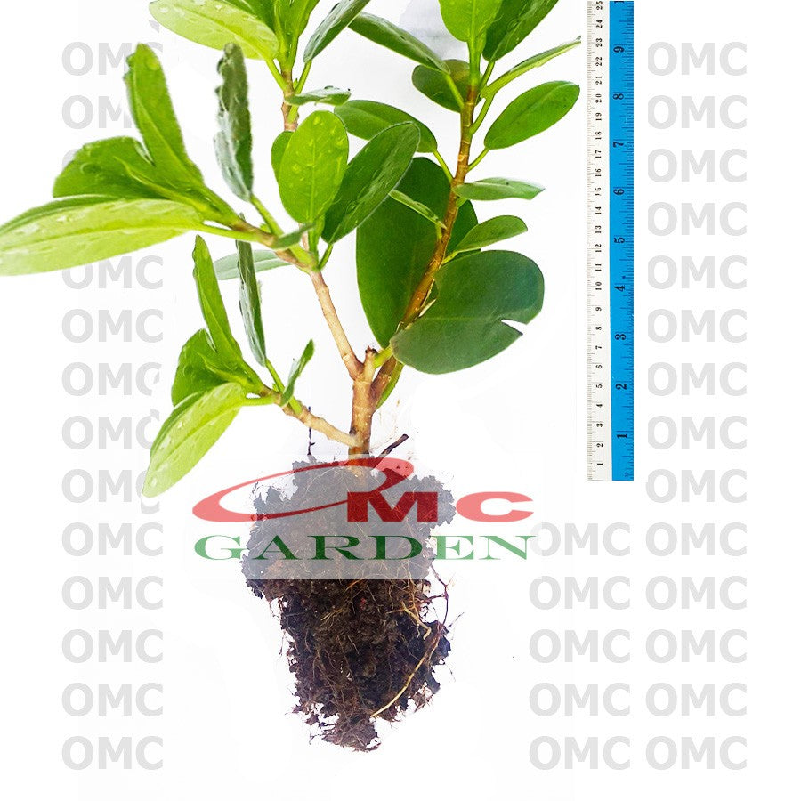 Tanaman Hias Pohon Bonsai Beringin Korea Mini Dolar Bibit