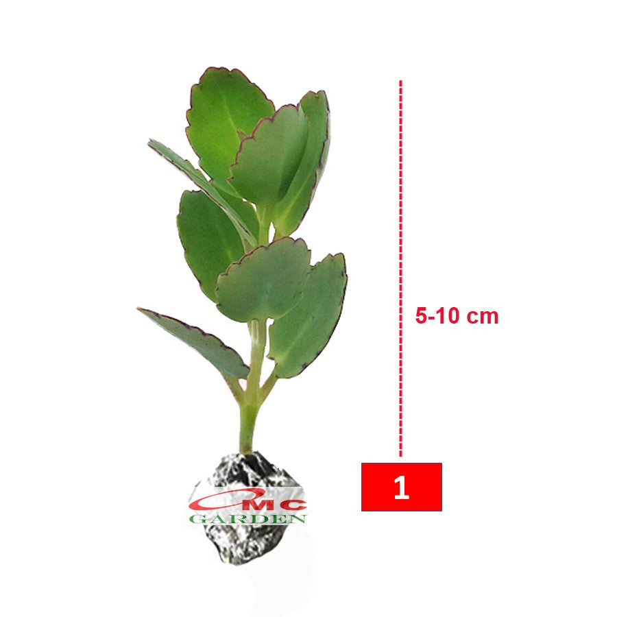 Tanaman Hias Sukulen Sekulen Mini Succulent Kaktus