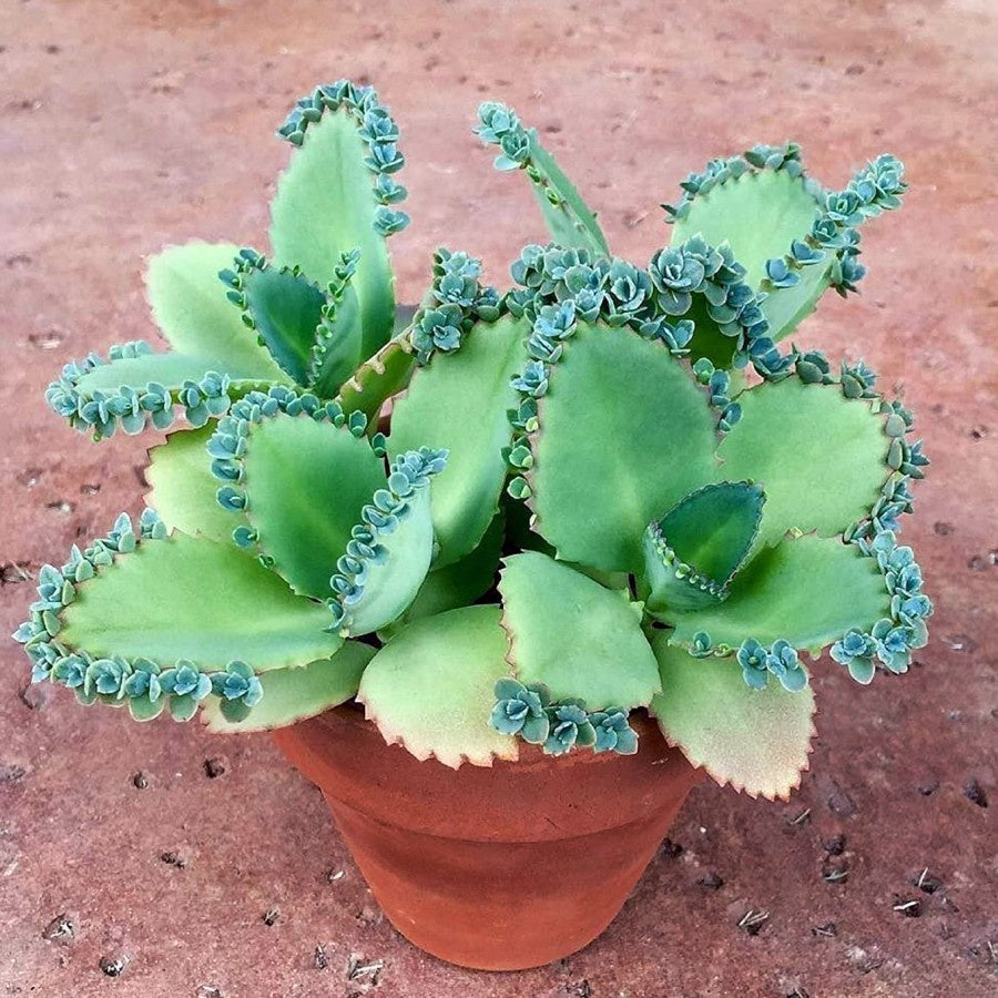 Cocor Bebek Sukulen Sekulen Bryophyllum Pinnatum Tanaman Hias Bibit 02