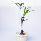 Tanaman Hias Pohon Bonsai Mame Palm Palem Raja Roystonea Regia Bibit B-PR-003