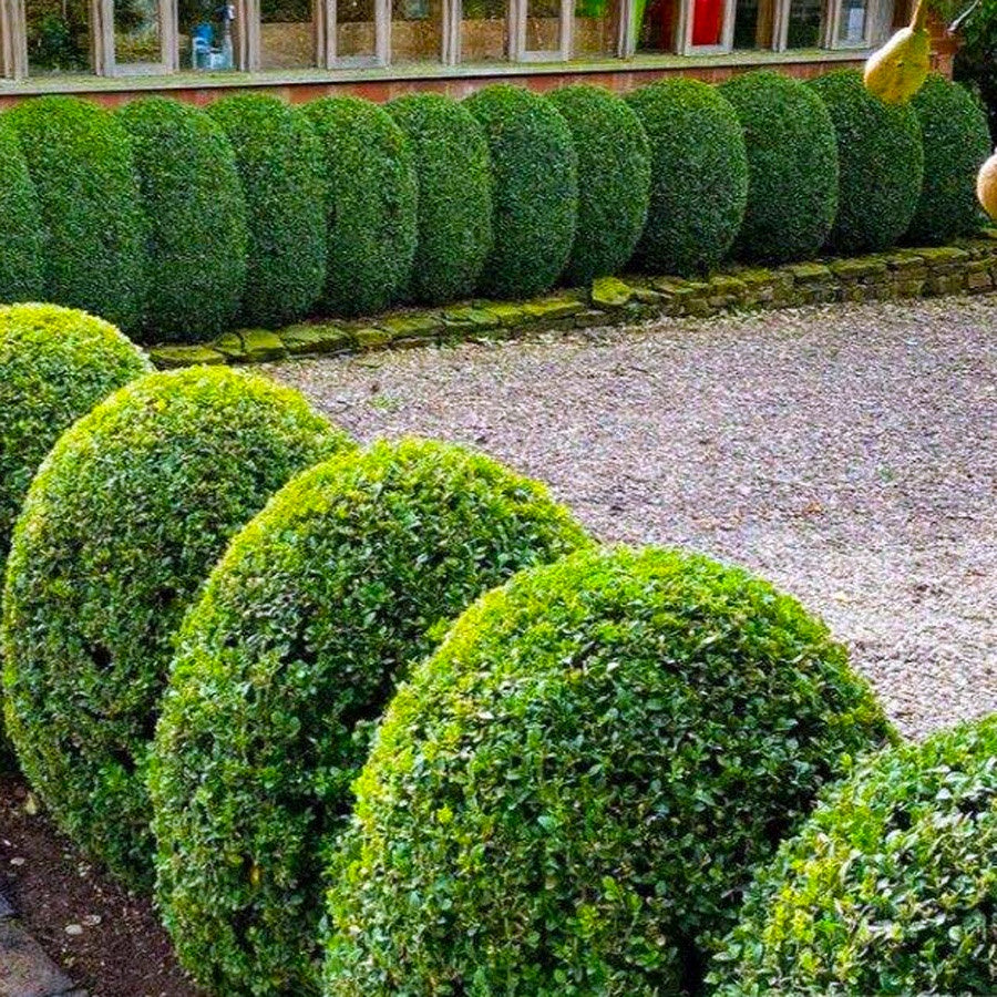 Teh-Tehan Tanaman Pembatas Pagar Hias Pohon Bibit Berakar Bonsai 2030