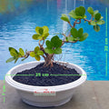 Tanaman Hias Pohon Bonsai Mame Beringin Korea Mini Dolar B-BK-013