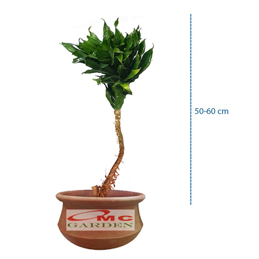 Tanaman Hias Dracaena Compacta Green Jewel Hanjuang Andong Kemoceng DC-5060