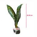 Lidah Mertua Sansevieria Sansivera Sansiviera Sansiviera Sensiviera Futura Hijau Tua Zebra 2030