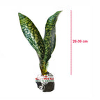 Lidah Mertua Sansevieria Sansivera Sansiviera Sansiviera Sensiviera Futura Hijau Tua Zebra 2030