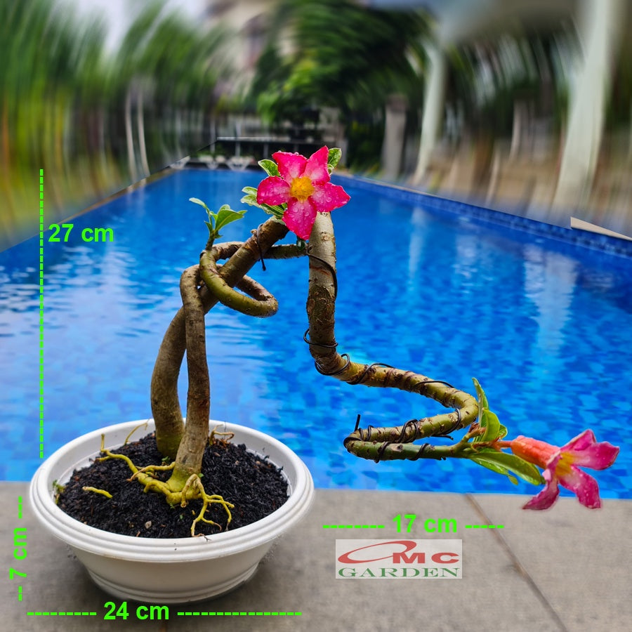 Tanaman Hias Bonsai Adenium Arabicum Obesum Kamboja Jepang B-KJ-013