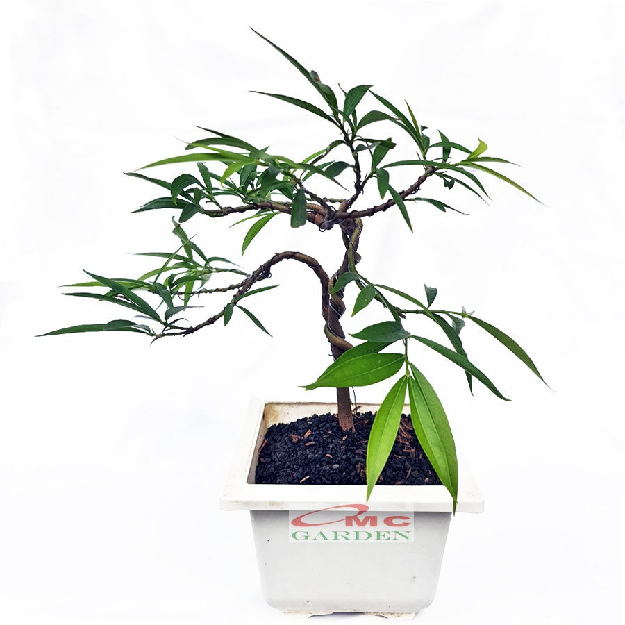 Bonsai Pohon Mahkota Dewa Simalakama Tanaman Hias Obat Tradisional B-MD-002