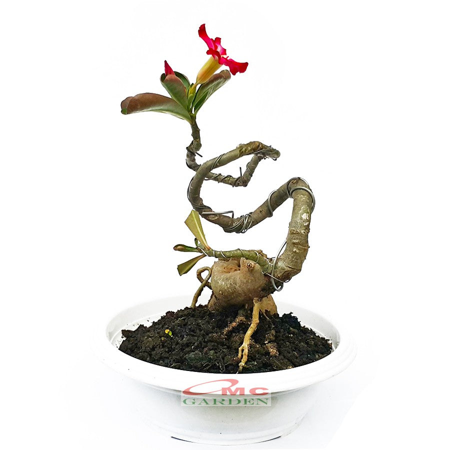 Tanaman Hias Bonsai Adenium Arabicum Obesum Kamboja Jepang B-KJ-009