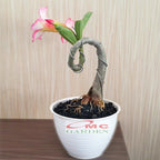 Tanaman Hias Bonsai Adenium Arabicum Obesum Kamboja Jepang B-KJ-001