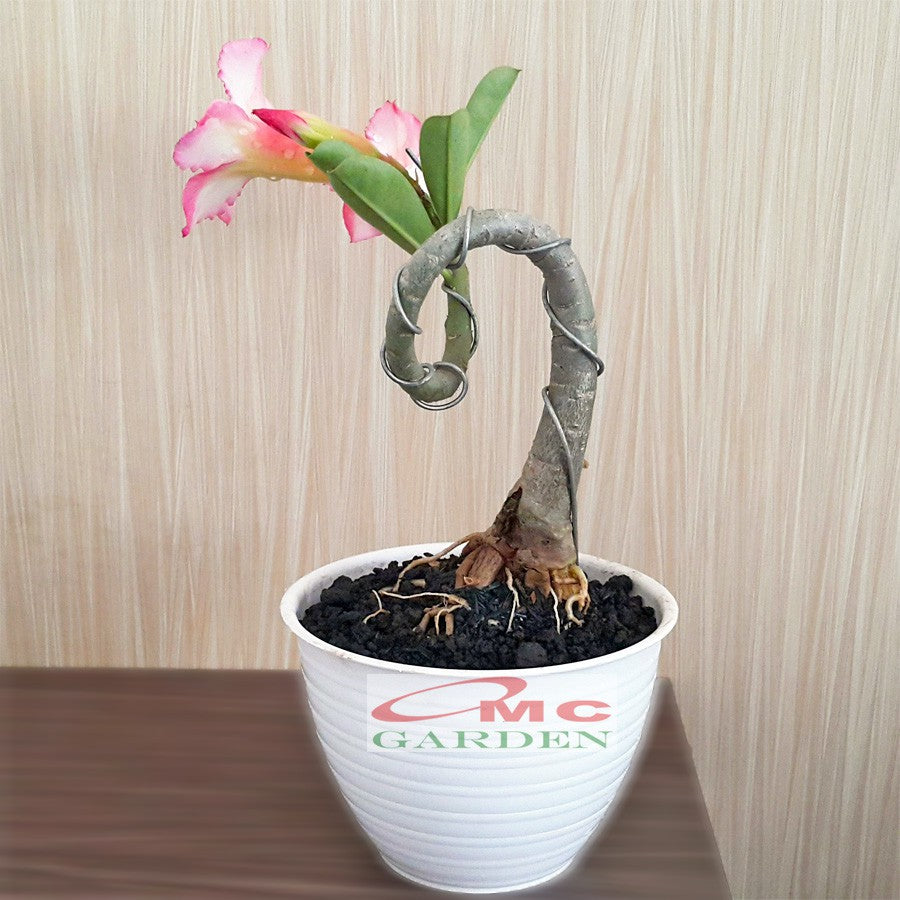Tanaman Hias Bonsai Adenium Arabicum Obesum Kamboja Jepang B-KJ-001
