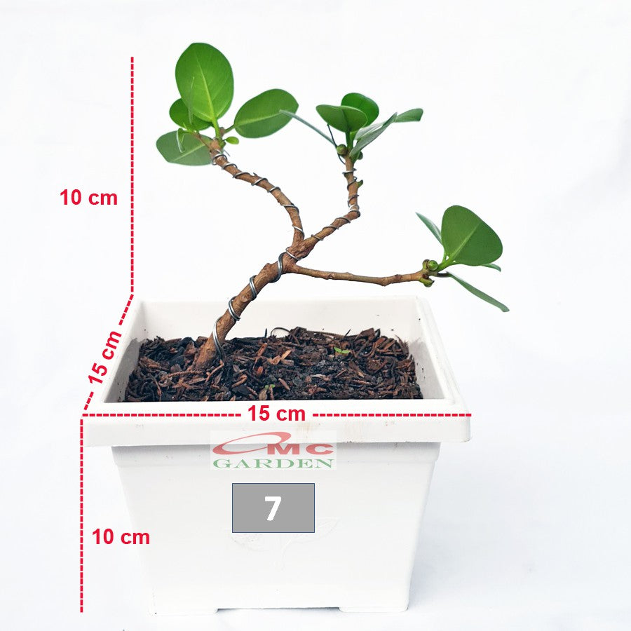 Tanaman Hias Pohon Bonsai Bonsae Mame Beringin Korea Mini Dolar B-BK-009