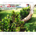Tanaman Hias Pohon Bonsai Mame Puring Croton Emping Jengkol Coin Mawar B-PR-EMPING-002