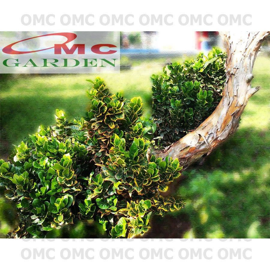 Tanaman Hias Pohon Bonsai Mame Puring Croton Emping Jengkol Coin Mawar B-PR-EMPING-001