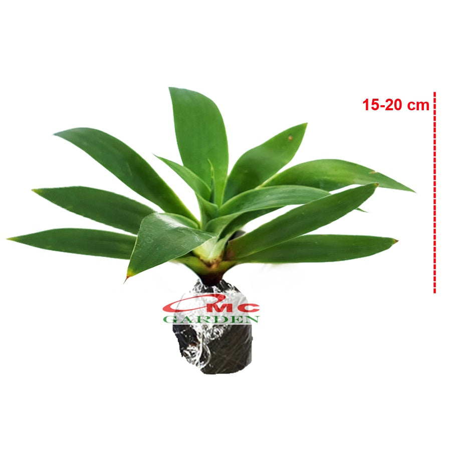 Siklok Hijau Bunga Cinta Agave Attenuata Nanas Nanasan Tanaman Hias Bibit SIKLOK-1520