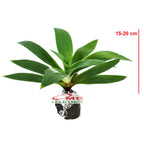 Siklok Hijau Bunga Cinta Agave Attenuata Nanas Nanasan Tanaman Hias Bibit SIKLOK-1520
