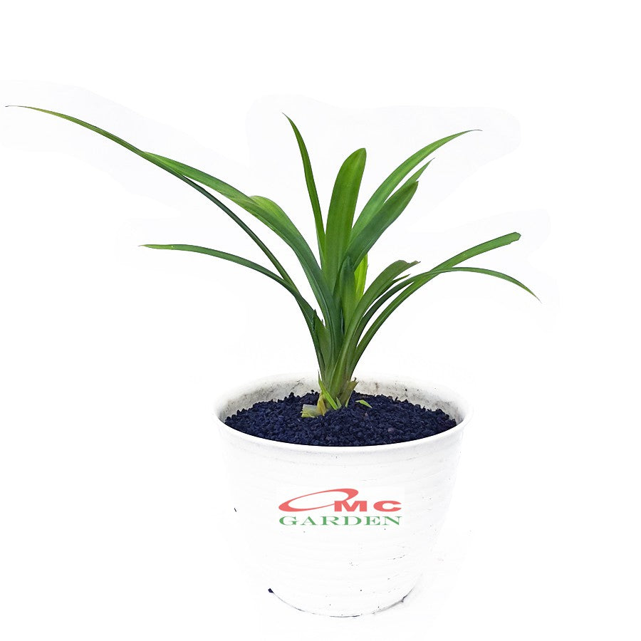 Bibit Pohon Tanaman Daun Pandan Wangi Pandanus Amaryllifolius PANDAN-1020