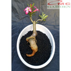 Tanaman Hias Bonsai Adenium Arabicum Obesum Kamboja Jepang B-KJ-002TP