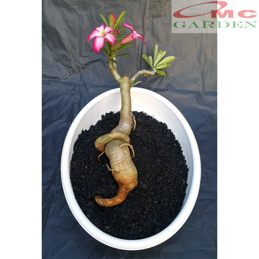 Tanaman Hias Bonsai Adenium Arabicum Obesum Kamboja Jepang B-KJ-002TP