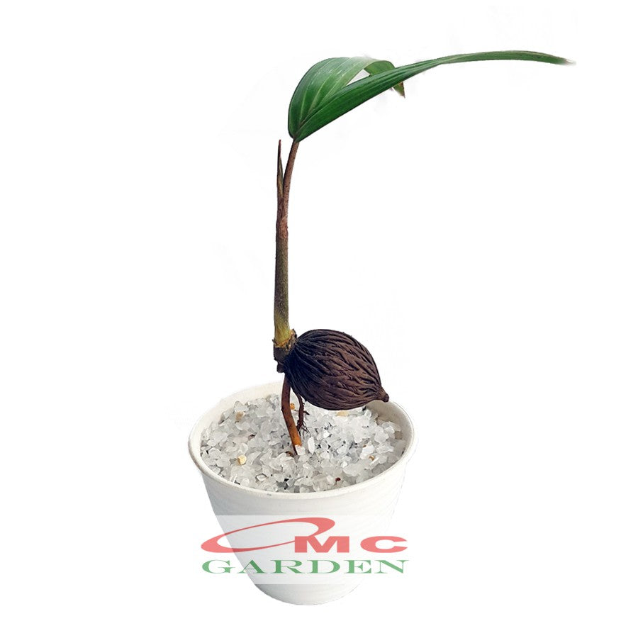 Tanaman Hias Pohon Bonsai Mame Palm Palem Raja Roystonea Regia Bibit B-PR-002
