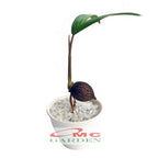 Tanaman Hias Pohon Bonsai Mame Palm Palem Raja Roystonea Regia Bibit B-PR-002