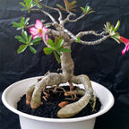 Tanaman Hias Bonsai Adenium Arabicum Obesum Kamboja Jepang B-KJ-001TP