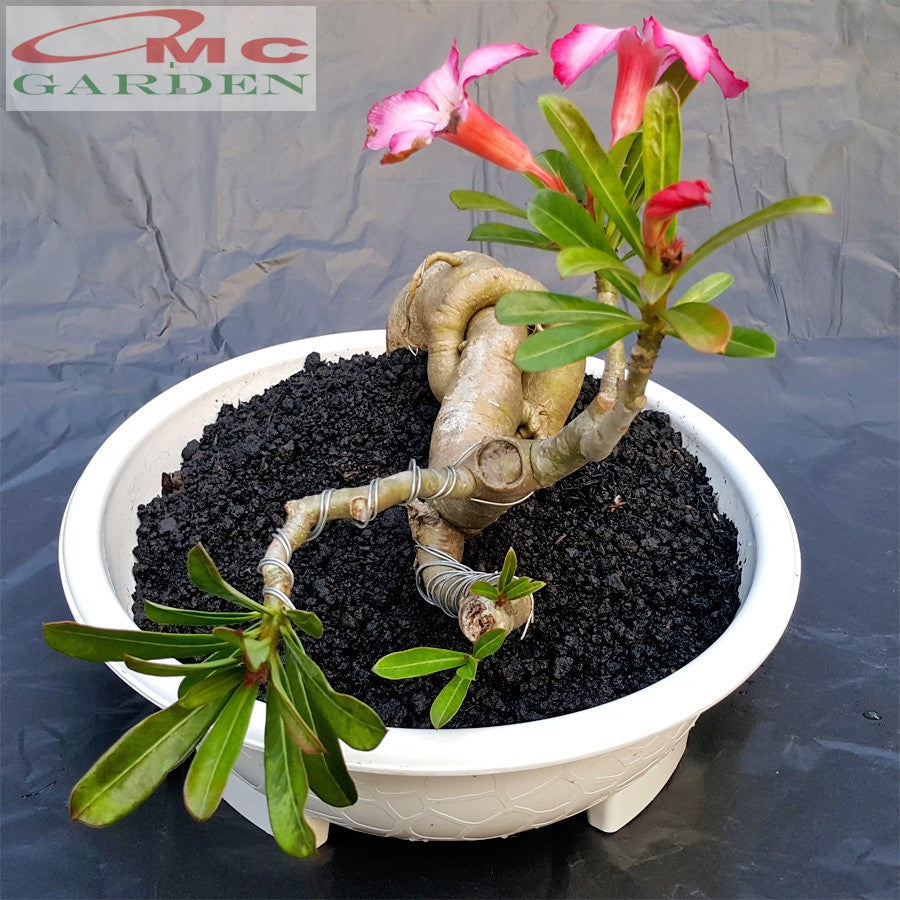 Tanaman Hias Bonsai Adenium Arabicum Obesum Kamboja Jepang B-KJ-002TP