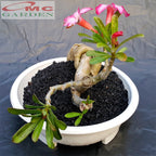 Tanaman Hias Bonsai Adenium Arabicum Obesum Kamboja Jepang B-KJ-002TP