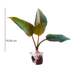 Aglonema Rotundum Tiger Sri Rejeki Srirejeki Sri Rezeki Srirezeki Tanaman Hias AGLNM-RT-1520